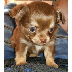 Raszuivere Chihuahua pup Choco Tan reu