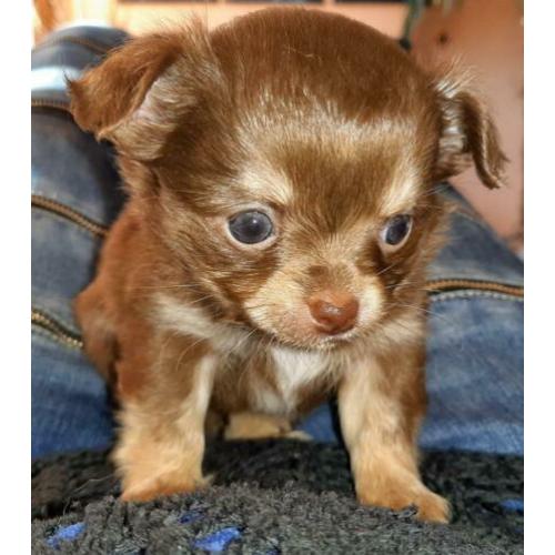 Raszuivere Chihuahua pup Choco Tan reu