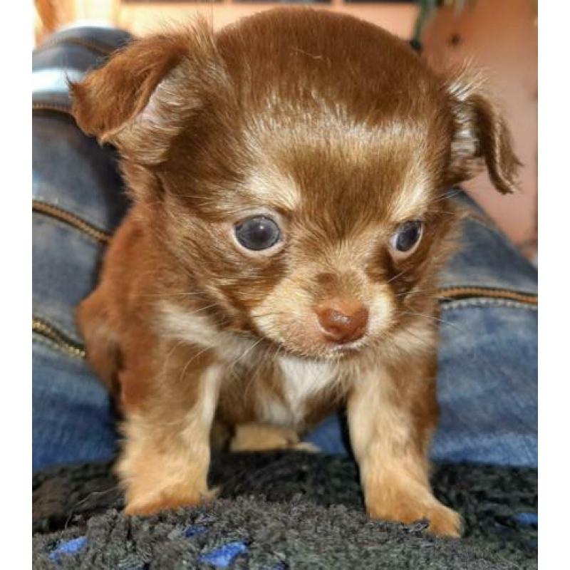 Raszuivere Chihuahua pup Choco Tan reu