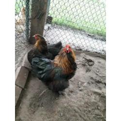 Koppel mooie lieve brahma jonge kippen