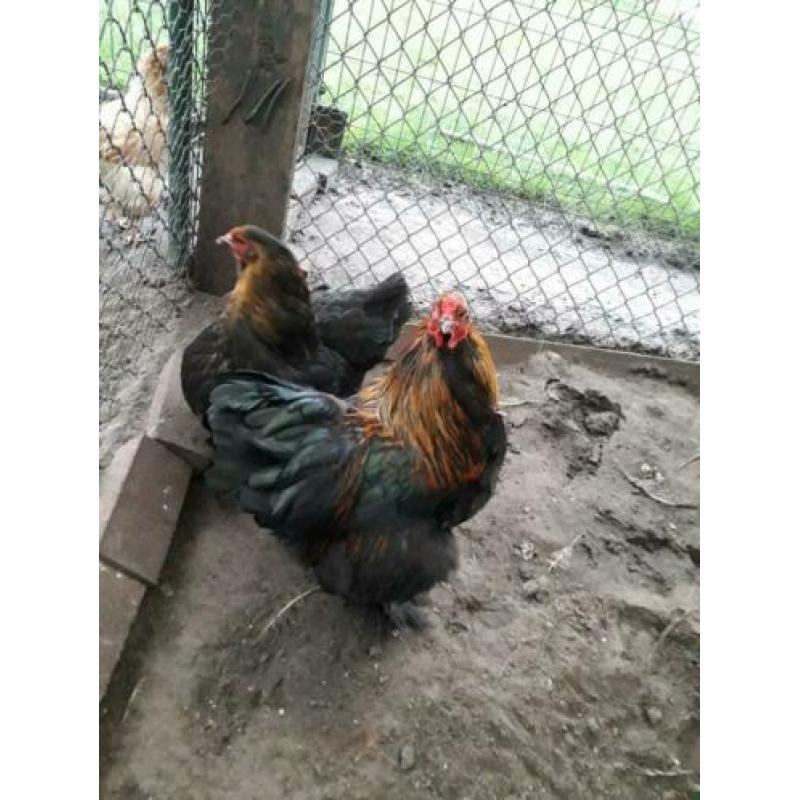 Koppel mooie lieve brahma jonge kippen