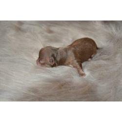Raszuivere Chihuahua pup Choco Tan reu