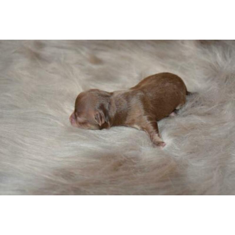 Raszuivere Chihuahua pup Choco Tan reu