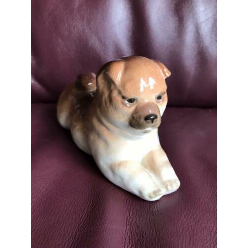 Chowchow pup