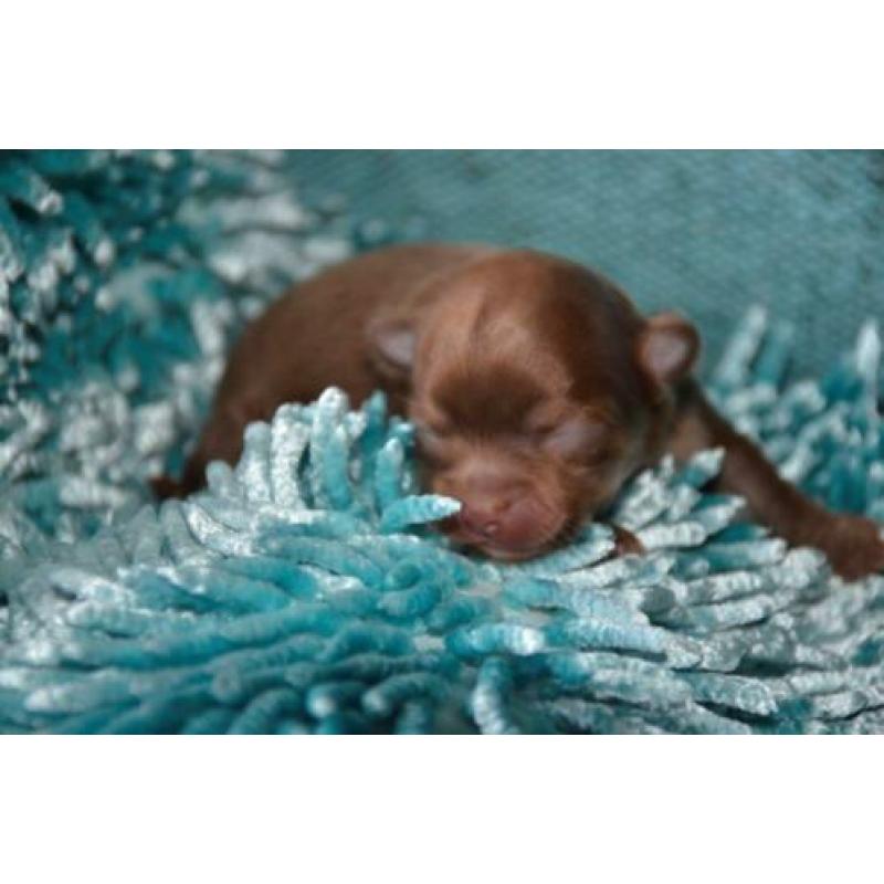 Raszuivere Chihuahua pup Choco Tan reu