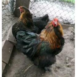 Koppel mooie lieve brahma jonge kippen