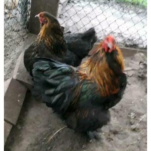 Koppel mooie lieve brahma jonge kippen