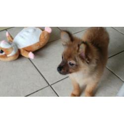 Twee schattige pomchi pupjes