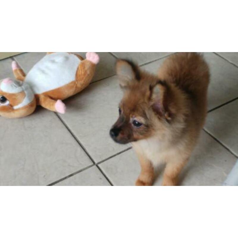 Twee schattige pomchi pupjes