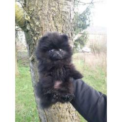 Top kwaliteit pomeranian / pomeriaan teefje