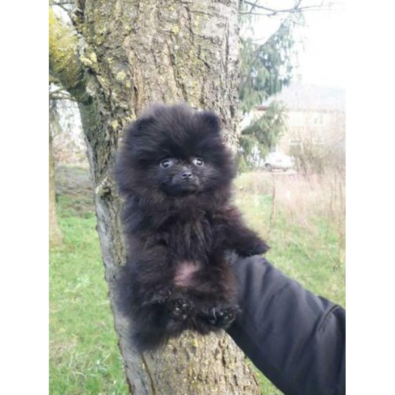 Top kwaliteit pomeranian / pomeriaan teefje