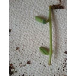 Senecio Herreinanus - String of bananas gewortelde stekjes