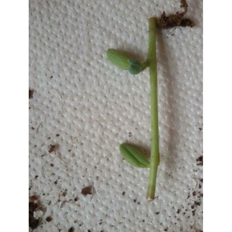 Senecio Herreinanus - String of bananas gewortelde stekjes