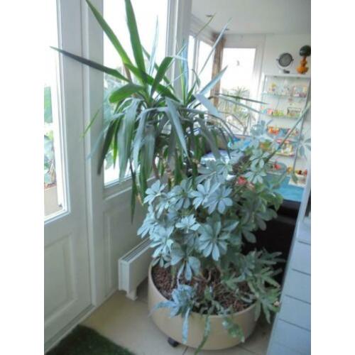Grote ronde vintage plantenbak met 2 grote planten,op wieltj
