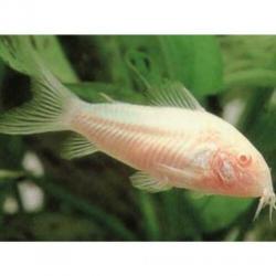 5 corydora albino voor €10