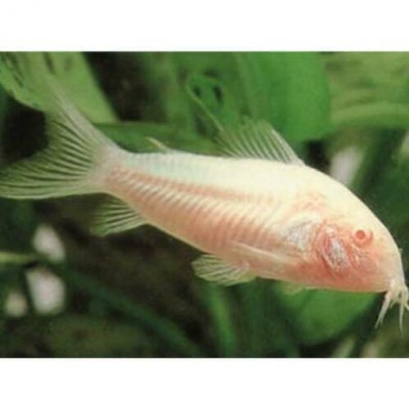 5 corydora albino voor €10