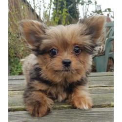 Super kleine Boomer Pups