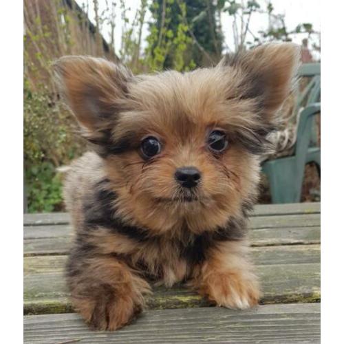 Super kleine Boomer Pups