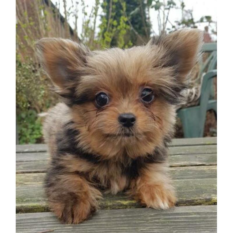 Super kleine Boomer Pups