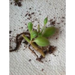 Senecio Herreinanus - String of bananas gewortelde stekjes