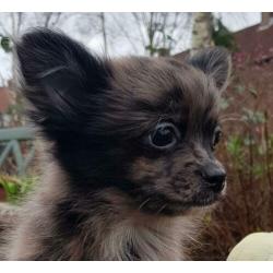 Super kleine Boomer Pups