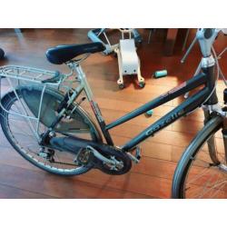 Te koop gazelle Medeo