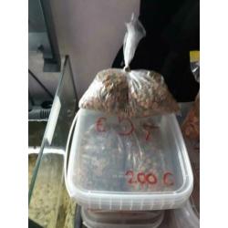 5 corydora albino voor €10
