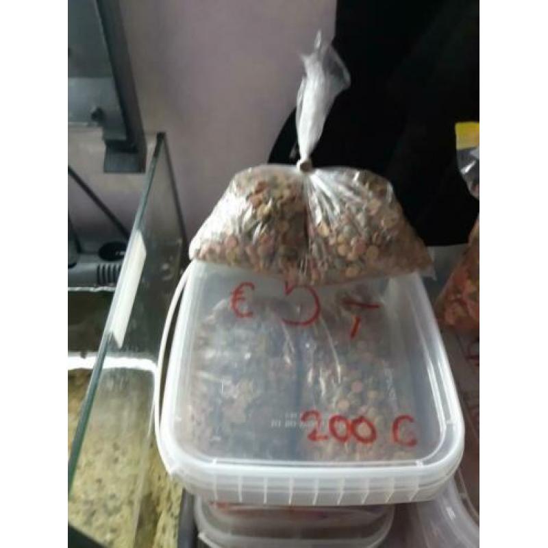 5 corydora albino voor €10