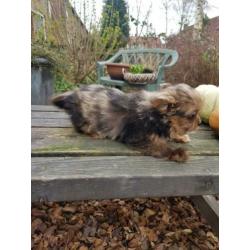 Super kleine Boomer Pups