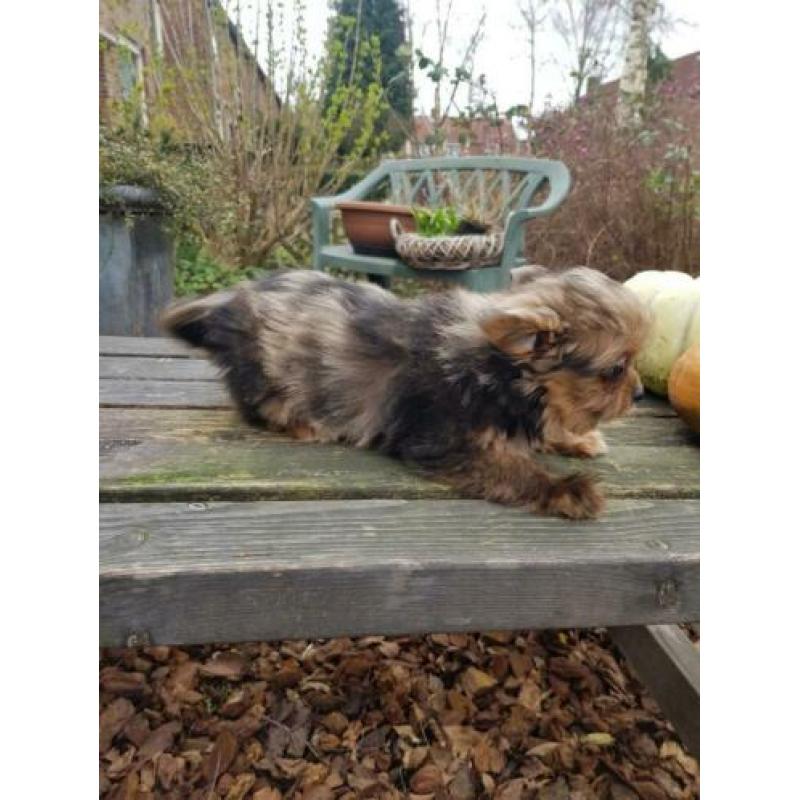 Super kleine Boomer Pups