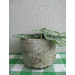 Vintage Bloempot Retro