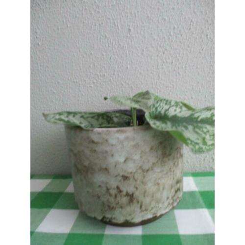 Vintage Bloempot Retro