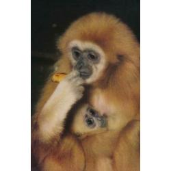 24 Prachtige POPP-Karte van Dieren Ezel,Aap,Giraffe,Zwijn