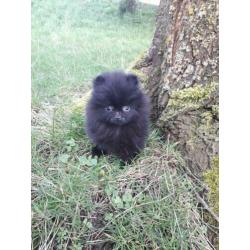 Top kwaliteit pomeranian / pomeriaan teefje
