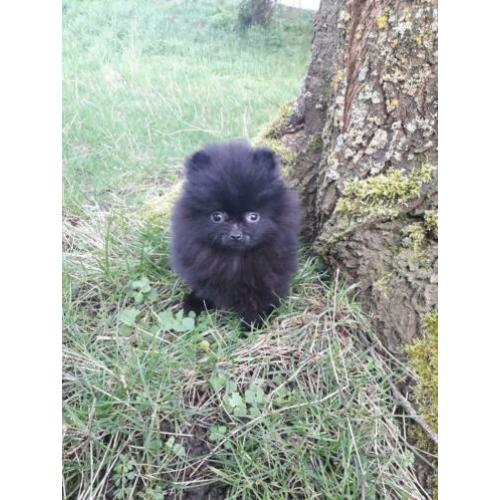 Top kwaliteit pomeranian / pomeriaan teefje