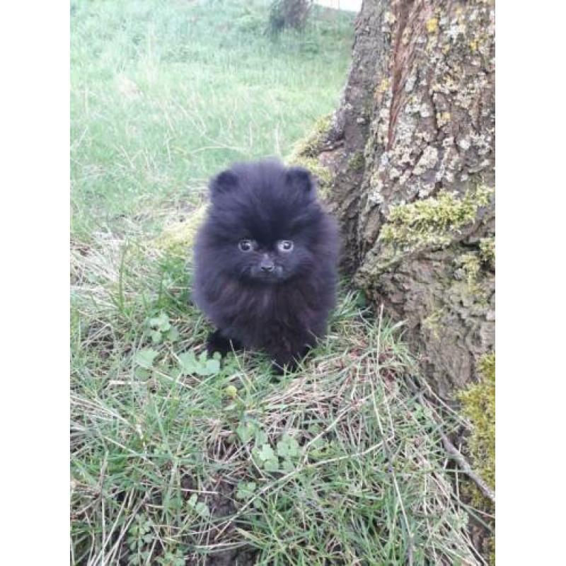 Top kwaliteit pomeranian / pomeriaan teefje