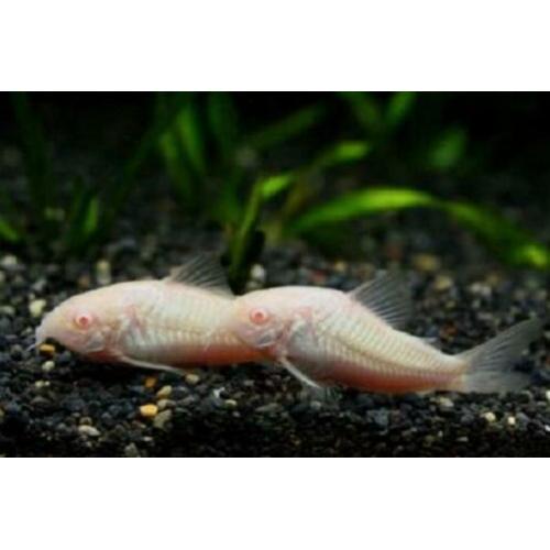 5 corydora albino voor €10