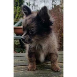 Super kleine Boomer Pups
