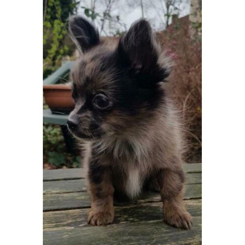 Super kleine Boomer Pups