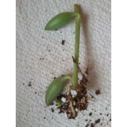Senecio Herreinanus - String of bananas gewortelde stekjes