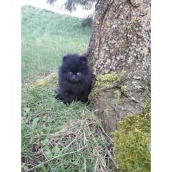 Top kwaliteit pomeranian / pomeriaan teefje