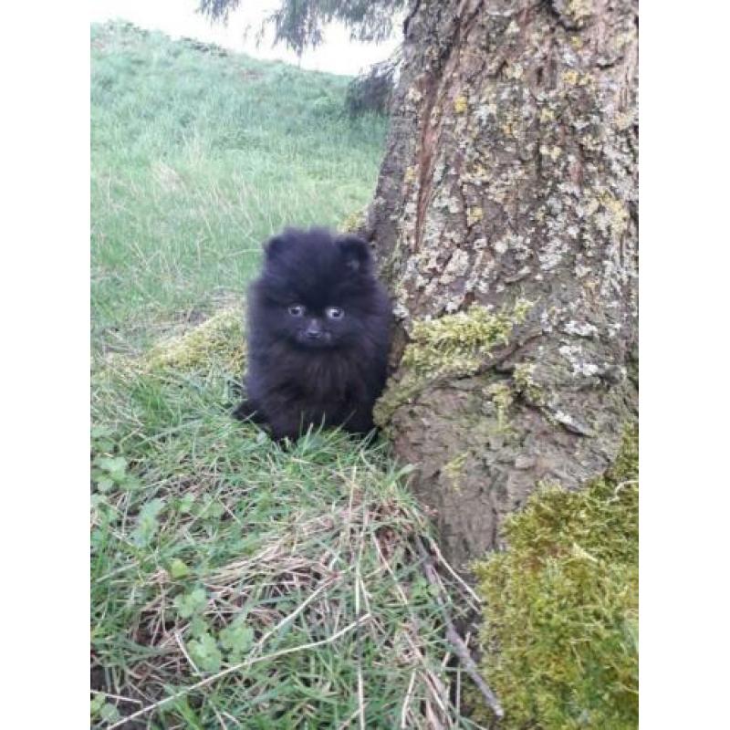 Top kwaliteit pomeranian / pomeriaan teefje