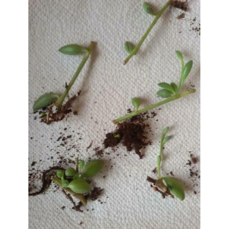 Senecio Herreinanus - String of bananas gewortelde stekjes
