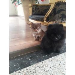 Top kwaliteit pomeranian / pomeriaan teefje