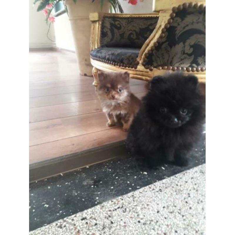 Top kwaliteit pomeranian / pomeriaan teefje