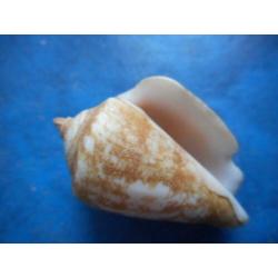 Schelpen: Strombus decorus persicus Swainson f++g 48mm