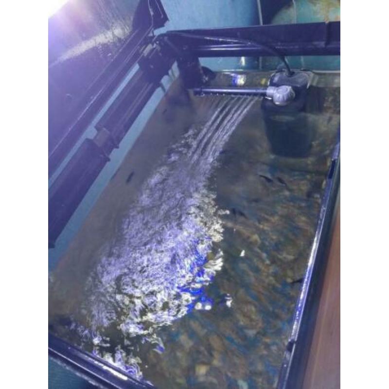 Kleine aquarium