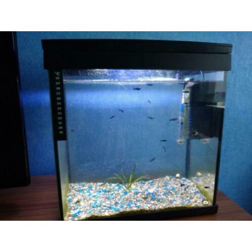 Kleine aquarium