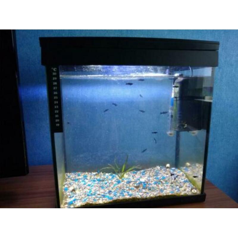 Kleine aquarium