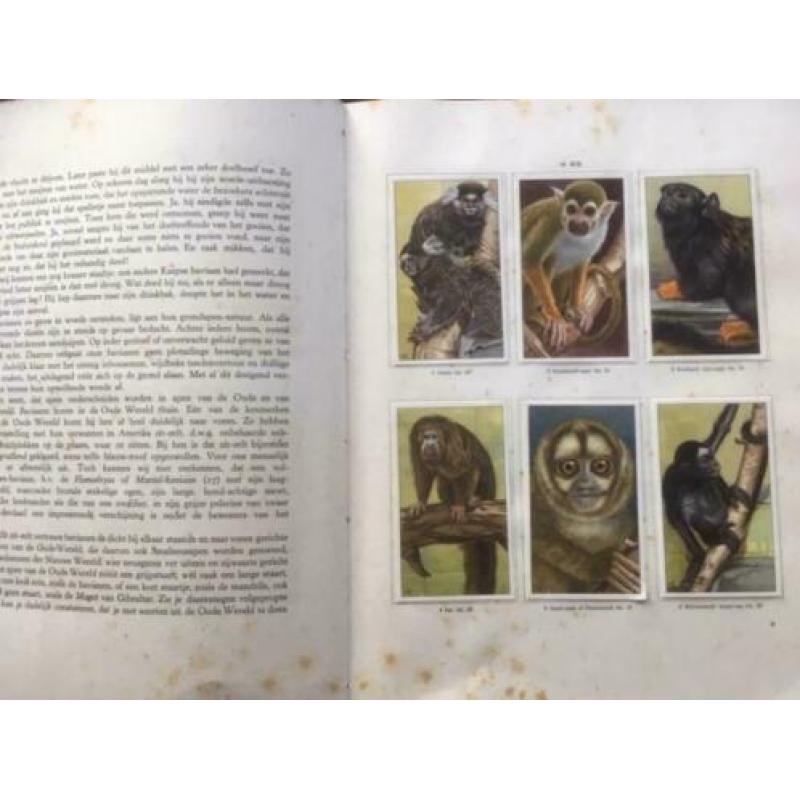 Apen en hoefdieren in Artis 1e druk 1940 Verkade Album